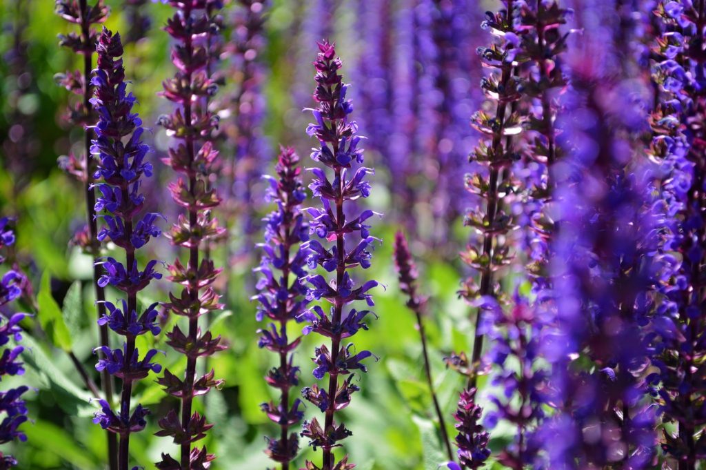 purple perennial flowers, perennial flowers, purple flowers, purple garden flowers, low maintenance flowers, best perennial flowers, purple flower ideas, salvia 