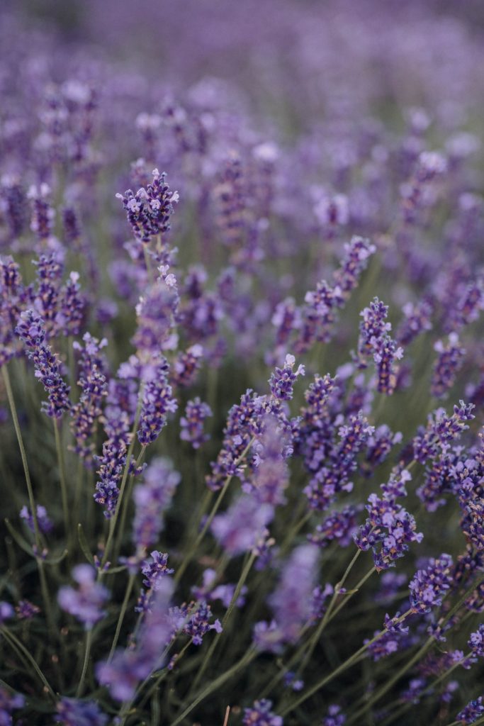 purple perennial flowers, perennial flowers, purple flowers, purple garden flowers, low maintenance flowers, best perennial flowers, purple flower ideas, lavender