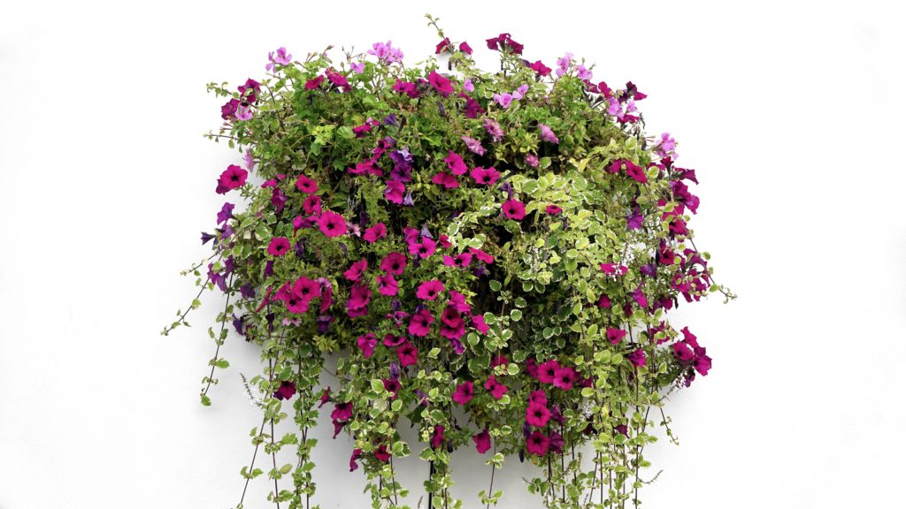 purple perennial flowers, perennial flowers, purple flowers, purple garden flowers, low maintenance flowers, best perennial flowers, purple flower ideas 