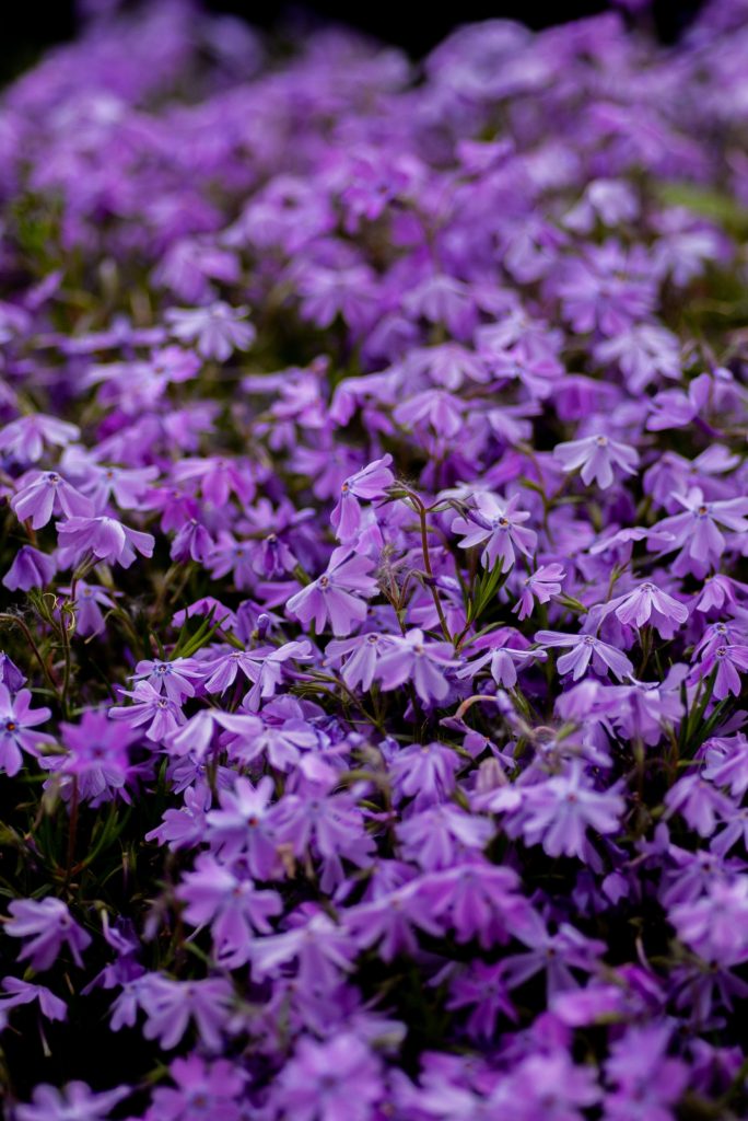 purple perennial flowers, perennial flowers, purple flowers, purple garden flowers, low maintenance flowers, best perennial flowers, purple flower ideas 